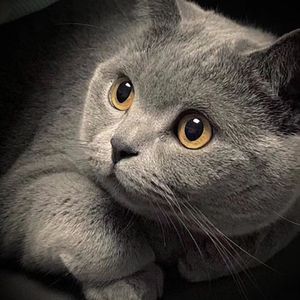 影音先锋欧美亚洲国产熟女
